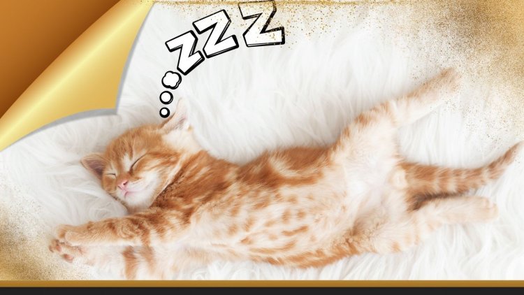 13 Adımda Kedilerin Uyku Alışkanlıkları: Gizemli ve İlginç Gerçekler